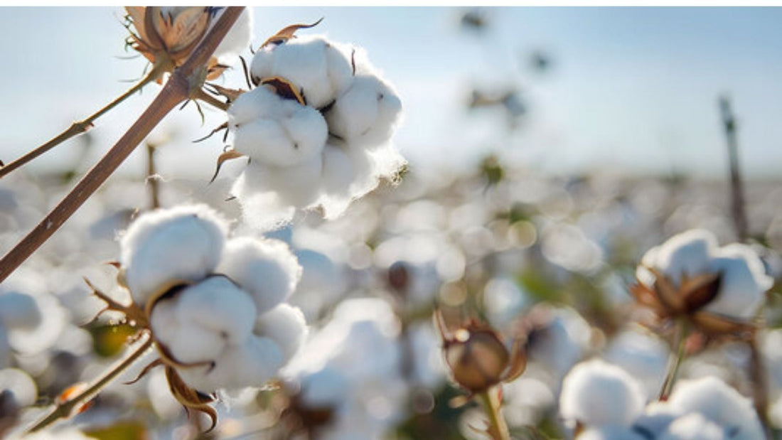Perche Scegliere il Cotone Organico?